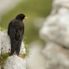 Kavce zlutozobe - Pyrrhocorax graculus - Yellow-billed Chough 7386